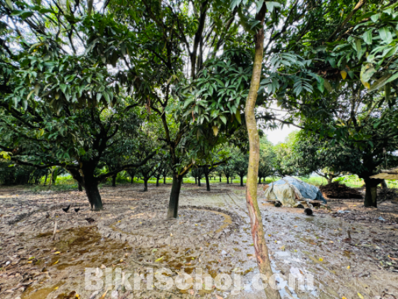 ২৩ টি আম গাছ সহ ৪৯ শতক (৩০ কাঠা প্রায়) জমি বিক্রি হবে ।